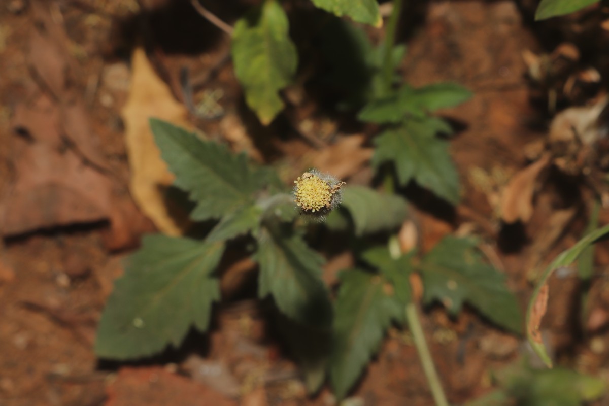 Tridax procumbens L.